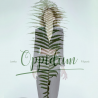 Lenka Filipová - Oppidum, 1CD, 2018